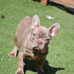 Monta French Bulldog Monta French Bulldog