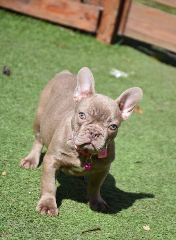 Monta French Bulldog Monta French Bulldog