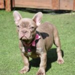Monta-female-french-bulldog-puppy-for-sale-1 (2)