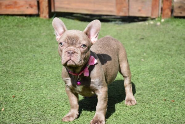Monta French Bulldog Monta French Bulldog