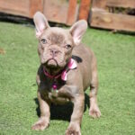 Monta-female-french-bulldog-puppy-for-sale-1 (3)