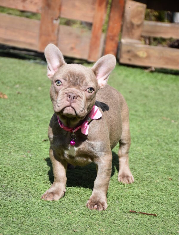Monta French Bulldog Monta French Bulldog