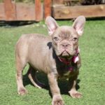 Monta-female-french-bulldog-puppy-for-sale-1 (4)