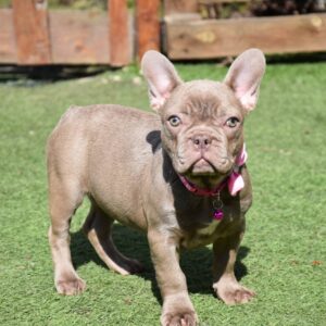 Monta French Bulldog Monta French Bulldog