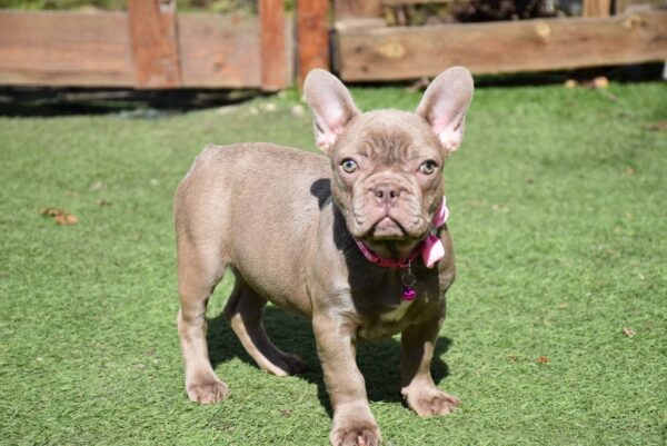 Monta French Bulldog Monta French Bulldog