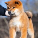 Moyso-male-Shiba-puppy-for-sale-1