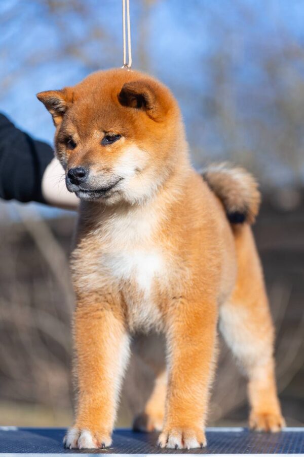 Moyso Shiba Inu Moyso Shiba Inu