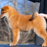 Moyso-male-Shiba-puppy-for-sale-2