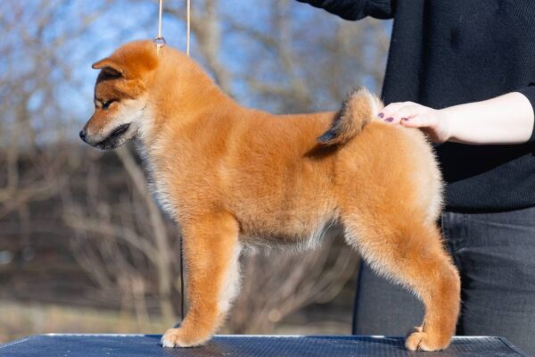 Moyso Shiba Inu Moyso Shiba Inu