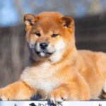 Moyso-male-Shiba-puppy-for-sale-3