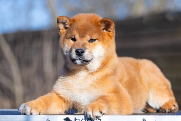 Moyso Shiba Inu Moyso Shiba Inu