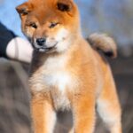 Moyso-male-Shiba-puppy-for-sale-4