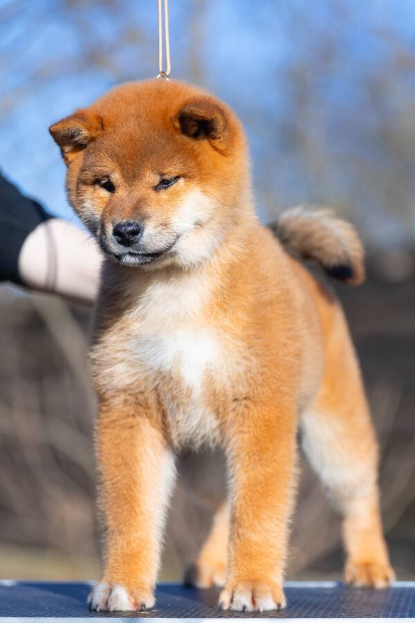 Moyso Shiba Inu Moyso Shiba Inu