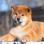Moyso-male-Shiba-puppy-for-sale-5