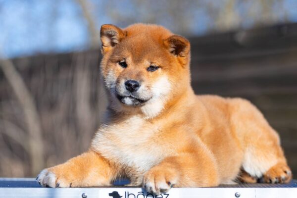 Moyso Shiba Inu Moyso Shiba Inu