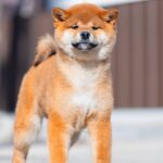 Moyso-male-Shiba-puppy-for-sale-6