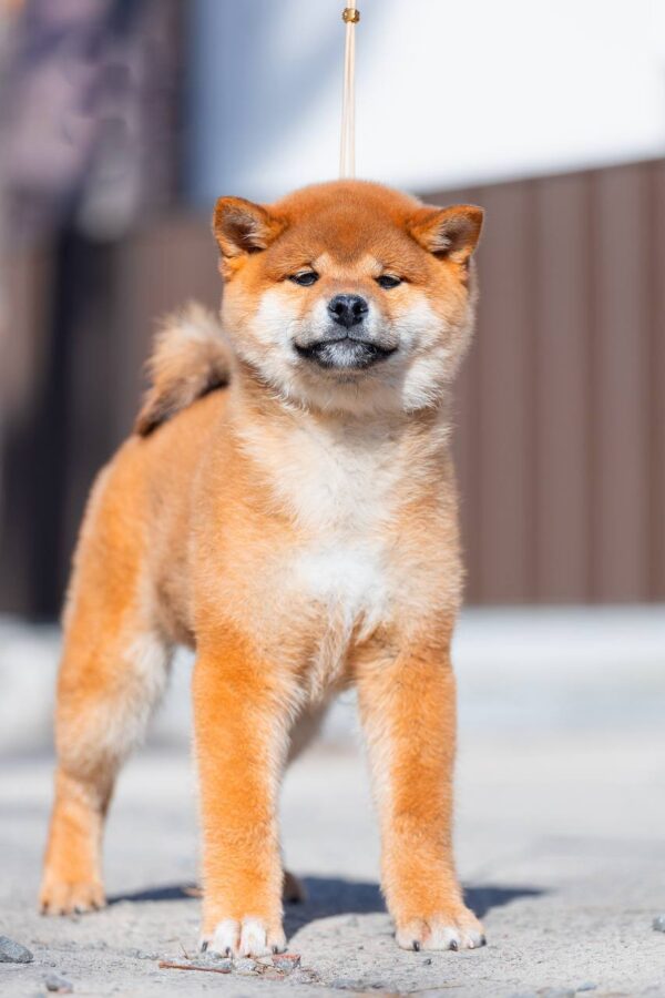 Moyso Shiba Inu Moyso Shiba Inu