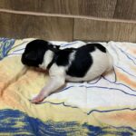 Mr-Black-miniature-schnauzer-puppy-for-sale- (1)