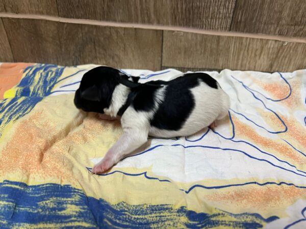 Mr Black Miniature Schnauzer Mr Black Miniature Schnauzer