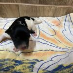 Mr-Black-miniature-schnauzer-puppy-for-sale- (2)