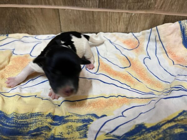 Mr Black Miniature Schnauzer Mr Black Miniature Schnauzer