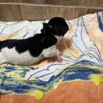 Mr-Black-miniature-schnauzer-puppy-for-sale- (3)