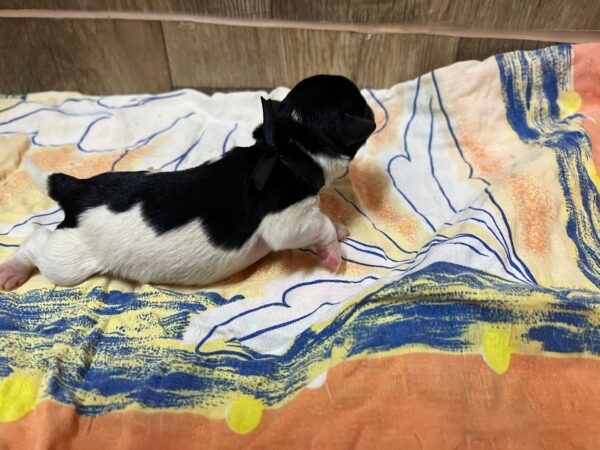 Mr Black Miniature Schnauzer Mr Black Miniature Schnauzer