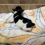 Mr-Black-miniature-schnauzer-puppy-for-sale- (4)