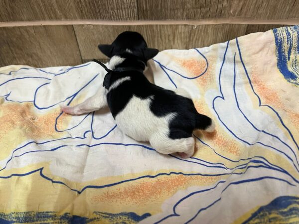 Mr Black Miniature Schnauzer Mr Black Miniature Schnauzer