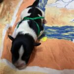 Mr-Green-male-miniature-schnauzer-puppy-for-sale- (1)