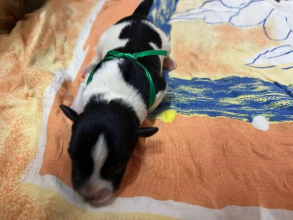 Mr Green Miniature Schnauzer Mr Green Miniature Schnauzer