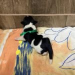 Mr-Green-male-miniature-schnauzer-puppy-for-sale- (2)