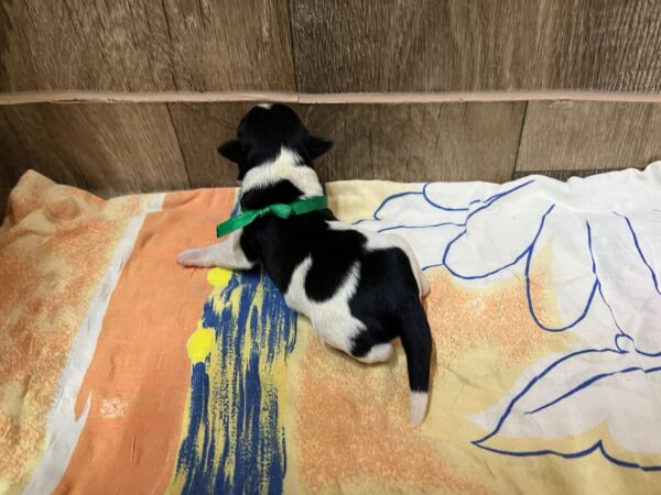 Mr Green Miniature Schnauzer Mr Green Miniature Schnauzer