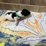 Mr-Green-male-miniature-schnauzer-puppy-for-sale- (3)