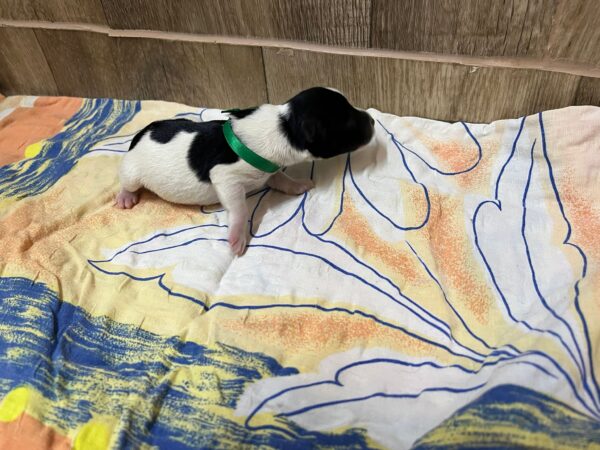 Mr Green Miniature Schnauzer Mr Green Miniature Schnauzer