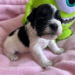 Mr-green-male-miniature-schnauzer-puppy-for-sale- (1)