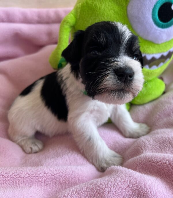 Mr Green Miniature Schnauzer Mr Green Miniature Schnauzer