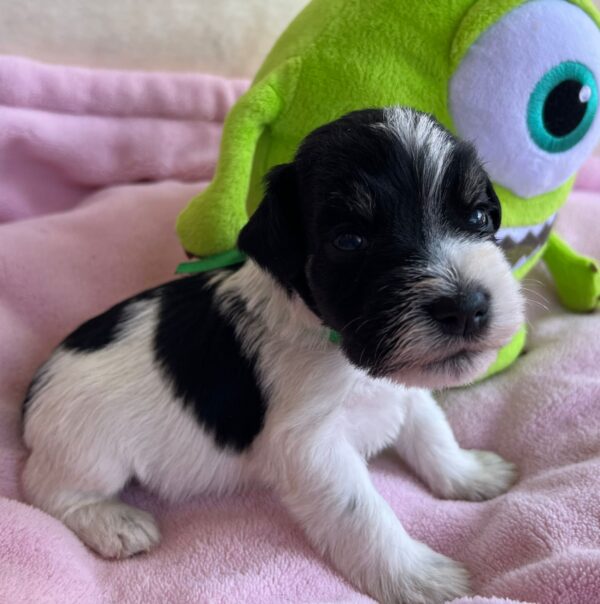 Mr Green Miniature Schnauzer Mr Green Miniature Schnauzer