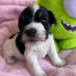 Mr-green-male-miniature-schnauzer-puppy-for-sale- (3)
