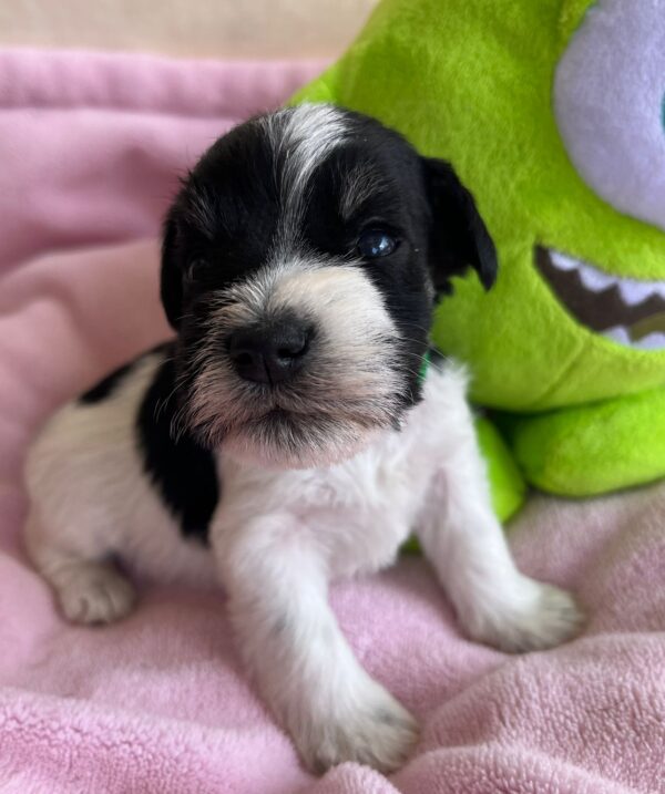 Mr Green Miniature Schnauzer Mr Green Miniature Schnauzer