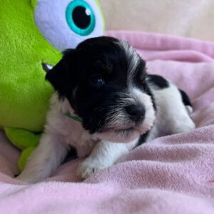 Mr Green Miniature Schnauzer Mr Green Miniature Schnauzer
