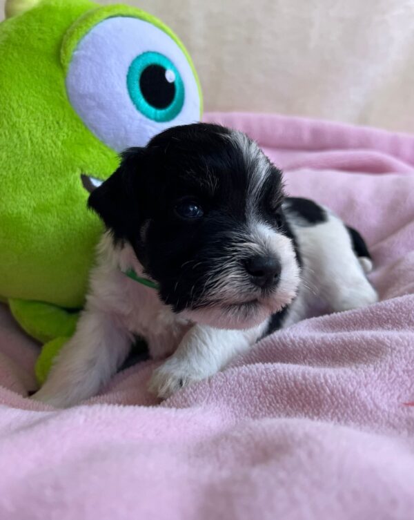 Mr Green Miniature Schnauzer Mr Green Miniature Schnauzer