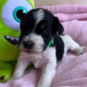 Mr Green Miniature Schnauzer Mr Green Miniature Schnauzer