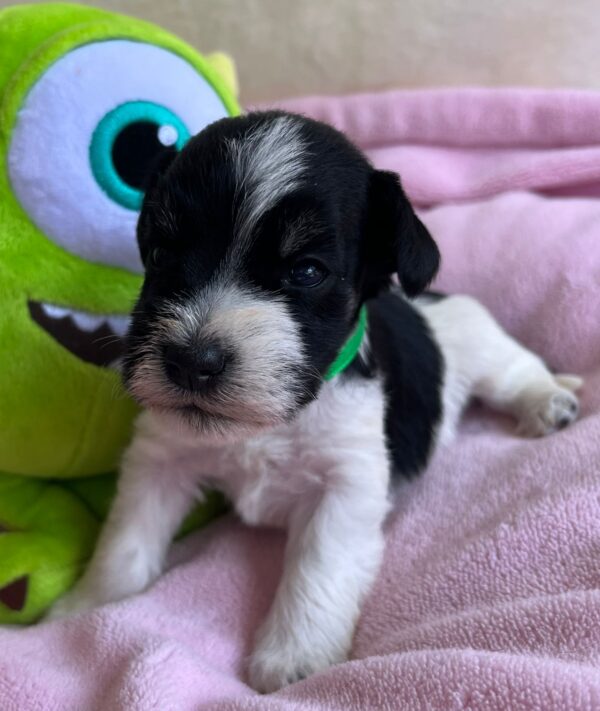 Mr Green Miniature Schnauzer Mr Green Miniature Schnauzer