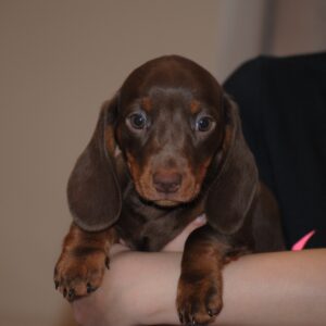 Mya Miniature Dachshund Mya Miniature Dachshund