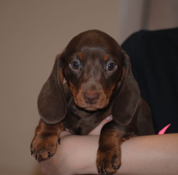 Mya Miniature Dachshund Mya Miniature Dachshund