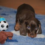 Mya-female-miniature-dachshund-puppy-for-sale- (2)