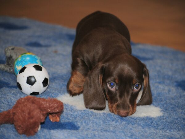 Mya Miniature Dachshund Mya Miniature Dachshund