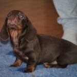 Mya-female-miniature-dachshund-puppy-for-sale- (3)