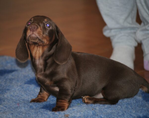 Mya Miniature Dachshund Mya Miniature Dachshund